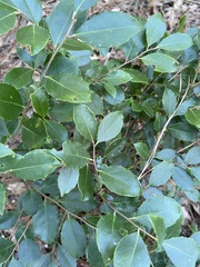 Ilex coriacea