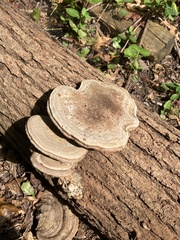 Ganoderma applanatum