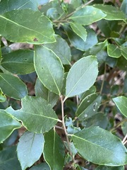 Ilex coriacea