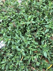 Polygonum aviculare