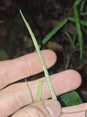 Parsonsia