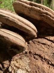 Ganoderma applanatum