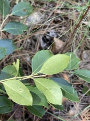 Ilex coriacea