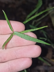 Parsonsia