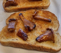 Cantharellus subalbidus