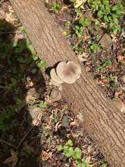 Ganoderma applanatum