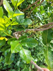 Dysoxylum spectabile