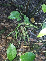 Parsonsia
