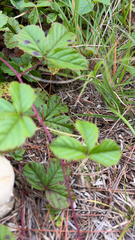 Rubus hispidus