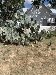 Opuntia lindheimeri