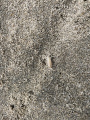 Megalorchestia corniculata