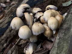 Coprinellus micaceus