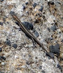 Cryptoblepharus