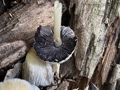 Coprinellus micaceus