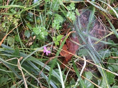 Geranium robertianum