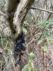 Kretzschmaria deusta