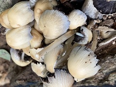 Coprinellus micaceus