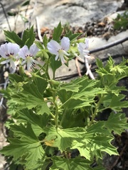 Pelargonium ribifolium