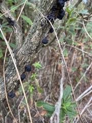 Kretzschmaria deusta