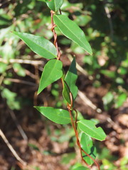 Gelsemium sempervirens
