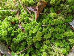 Sphagnum