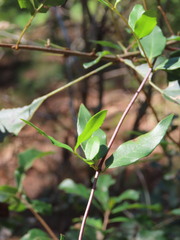 Gelsemium sempervirens