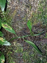 Microsorum scandens