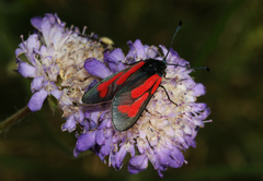 Zygaena minos
