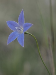 Wahlenbergia stricta