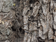 Polybetes trifoveatus