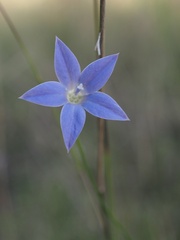 Wahlenbergia stricta