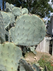 Opuntia lindheimeri
