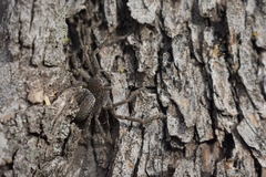 Polybetes trifoveatus
