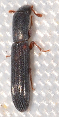 Colydium lineola