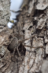 Polybetes trifoveatus