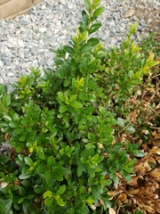 Ilex crenata
