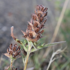 Prunella laciniata