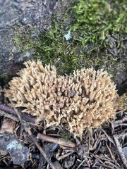Ramaria stricta