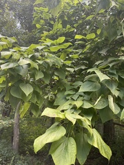 Catalpa