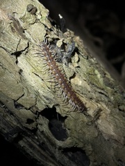 Kepolydesmus anderisus