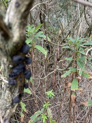 Kretzschmaria deusta