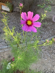 Cosmos parviflorus