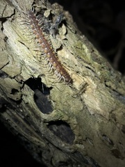 Kepolydesmus anderisus