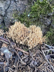 Ramaria stricta