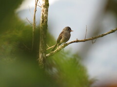 Contopus cinereus