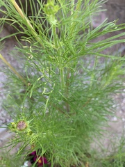 Cosmos parviflorus