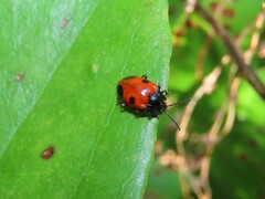 Endomychus biguttatus