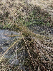 Schoenoplectus lacustris