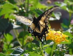 Papilio zelicaon