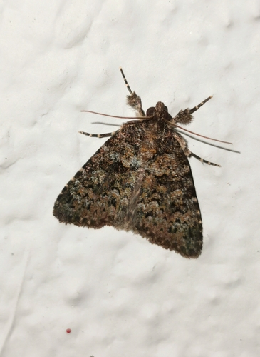 Nyctobrya maderensis